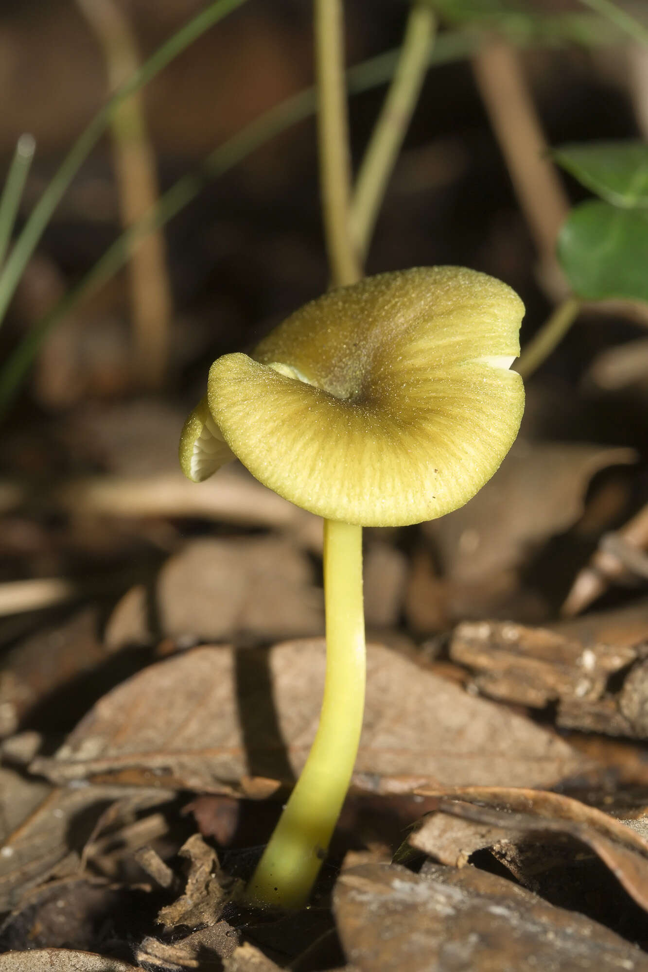 Image of Entoloma