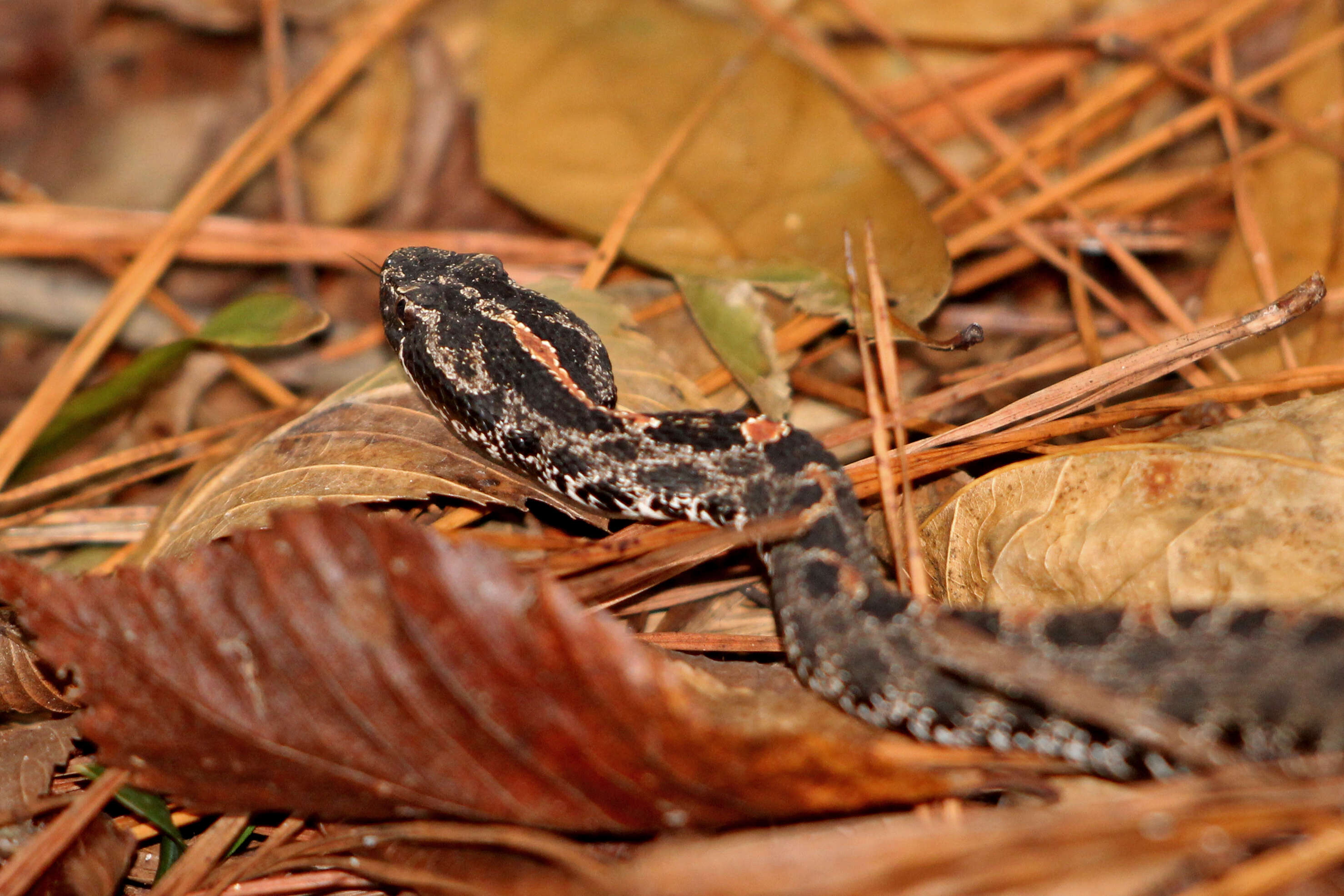 Image of pigmy rattlesnake