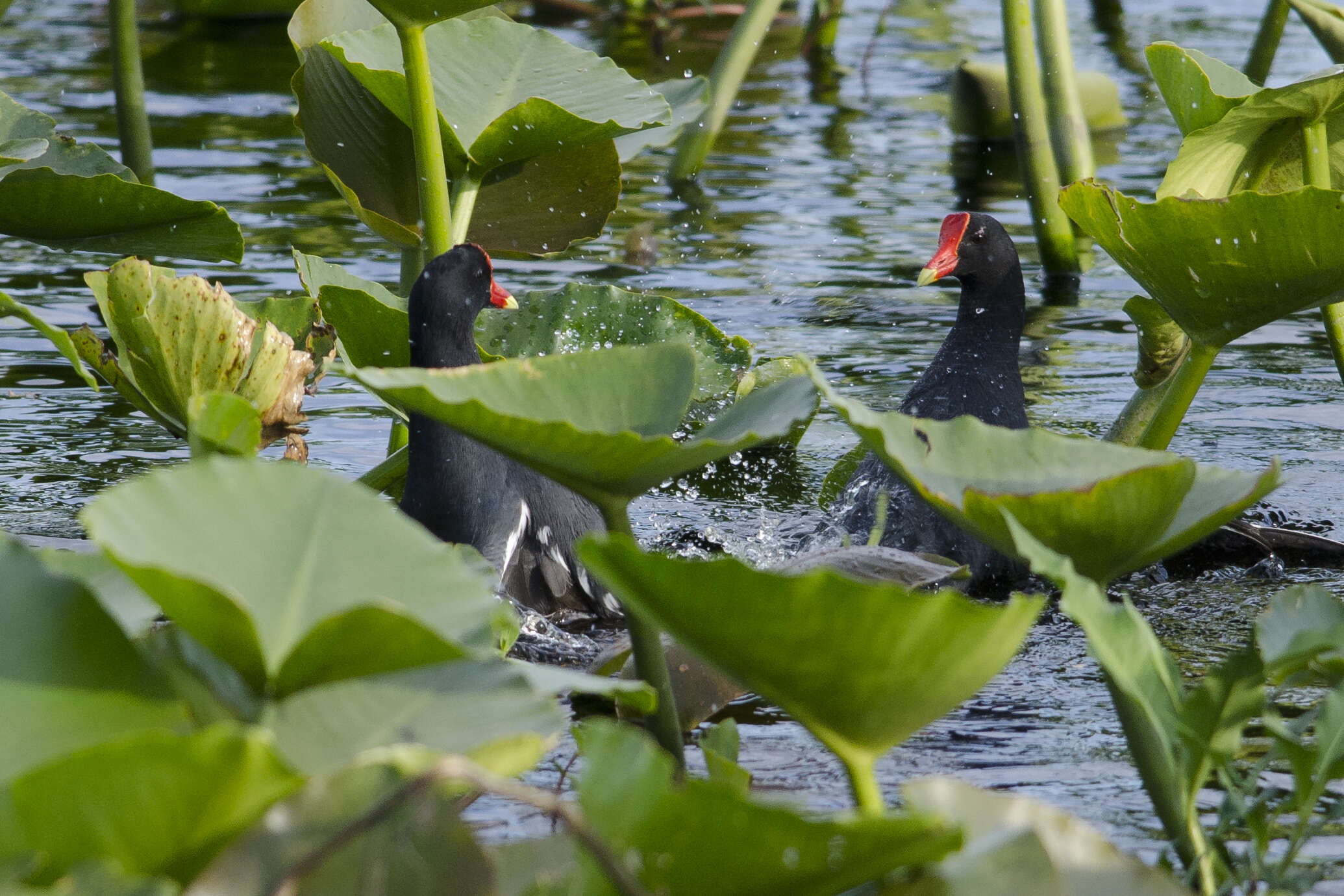 Image of Common Gallinule