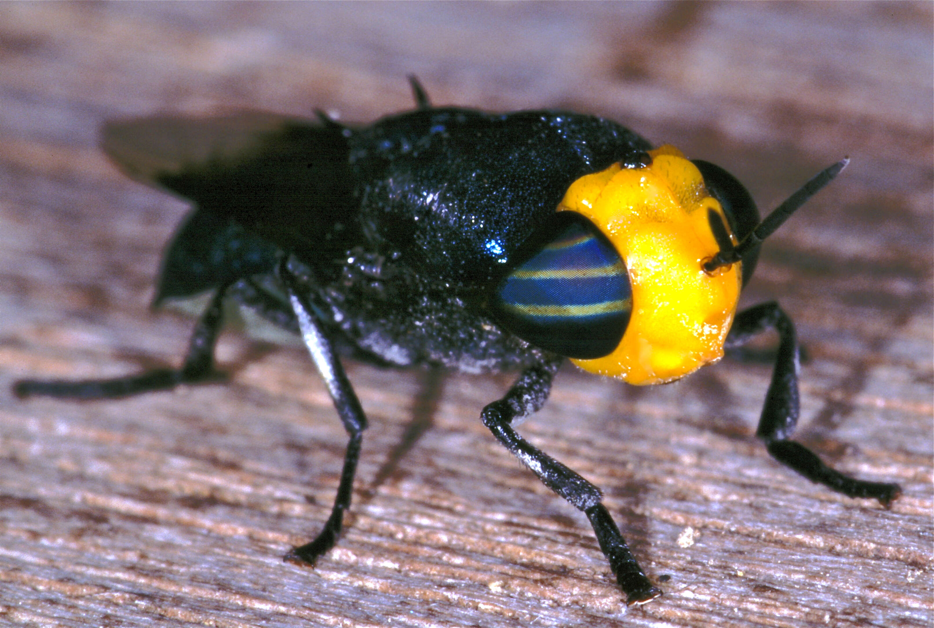 Plancia ëd Odontomyia luteiceps Meijere 1911