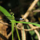 Image of Jungle Threadtail