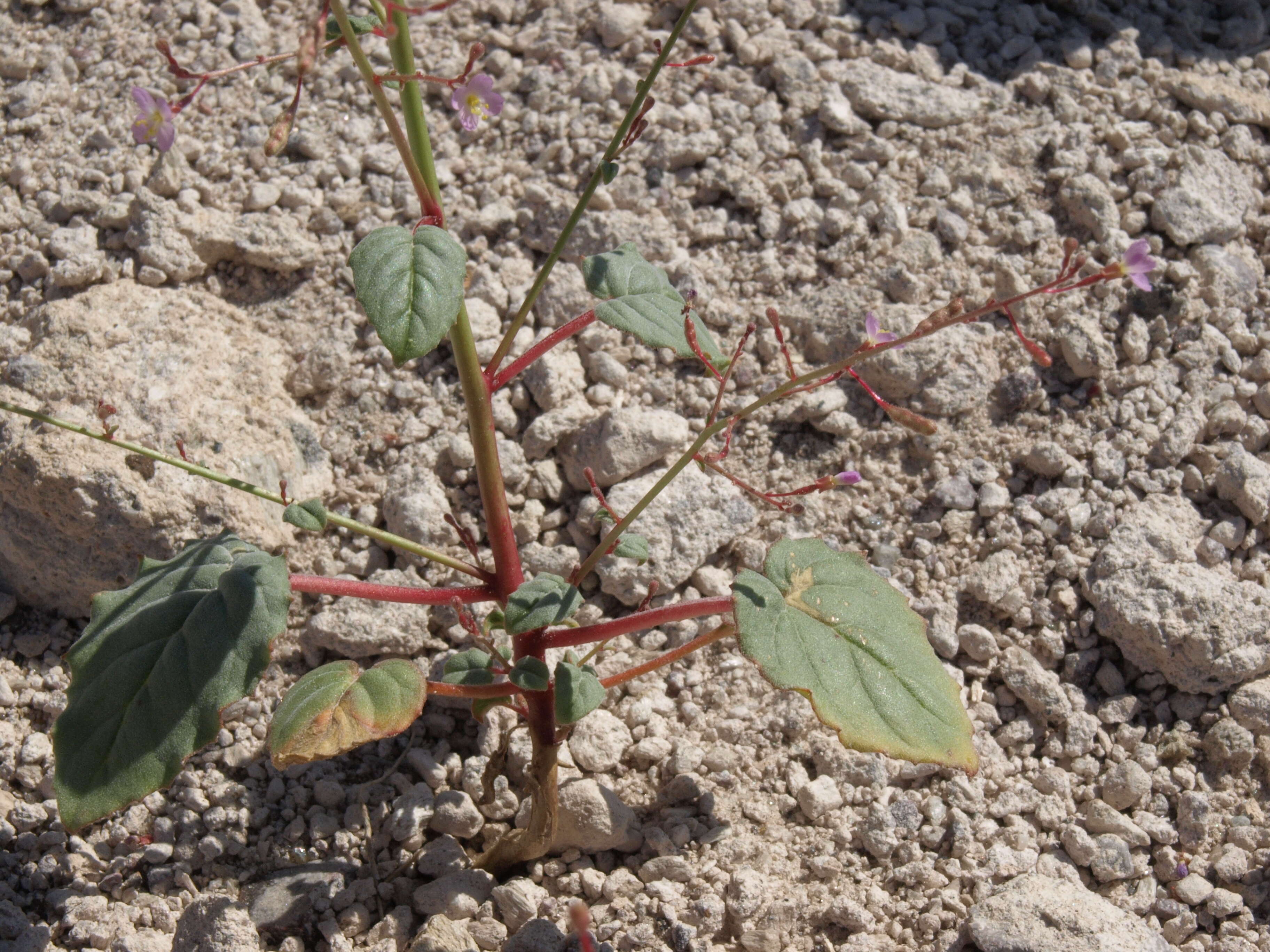 Image de Chylismia heterochroma Small