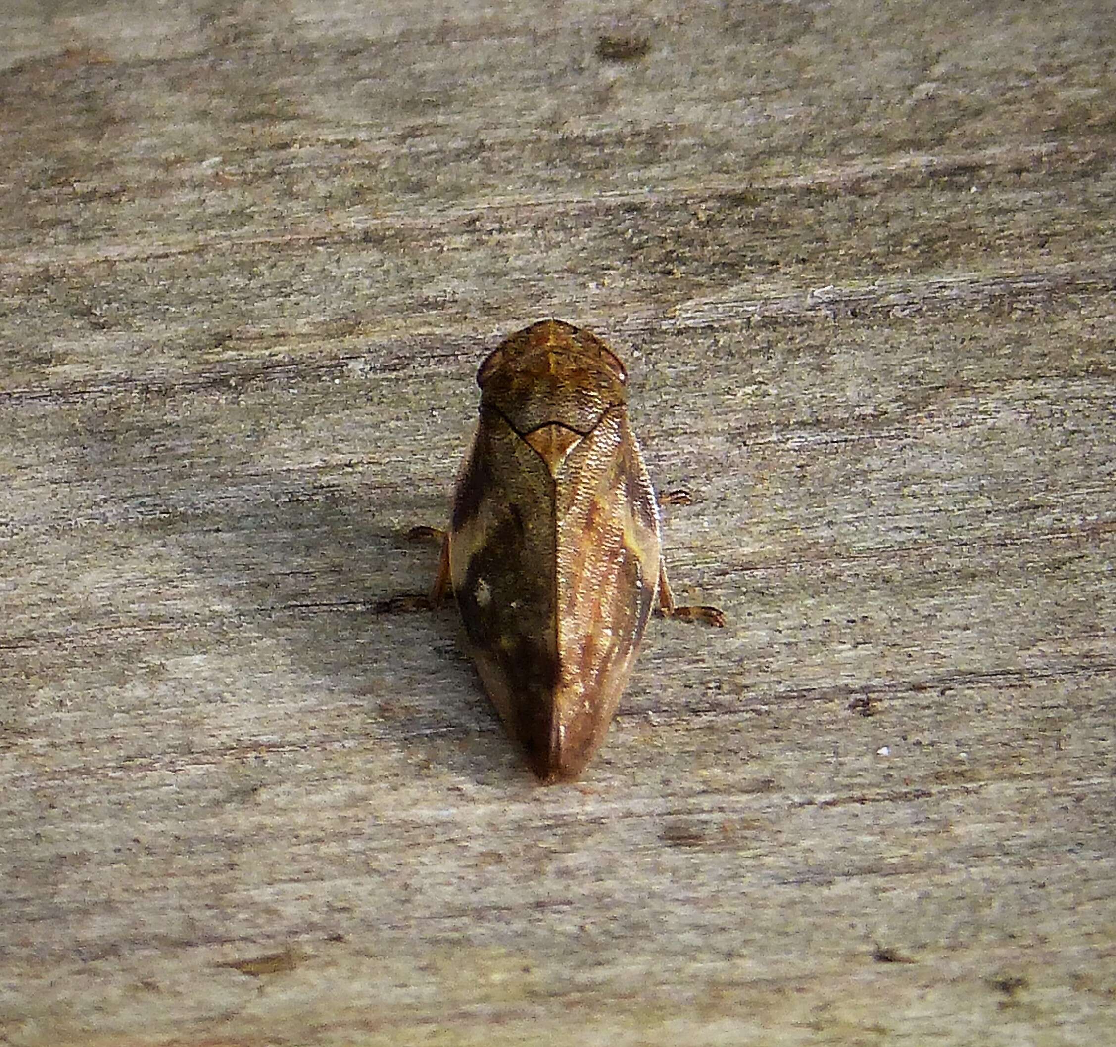 Image of European Alder Spittlebug