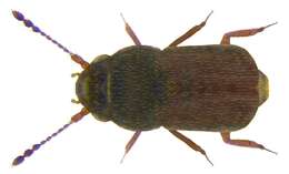 Image of featherwing beetles