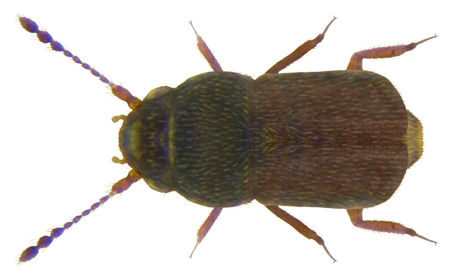 Image of featherwing beetles