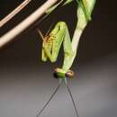 Image of California Mantis