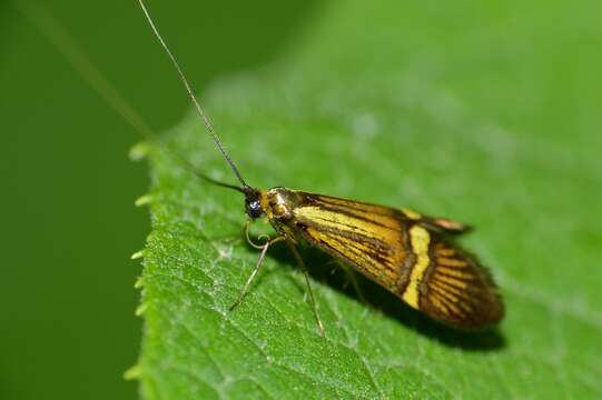 Слика од Nemophora degeerella Linnaeus 1758