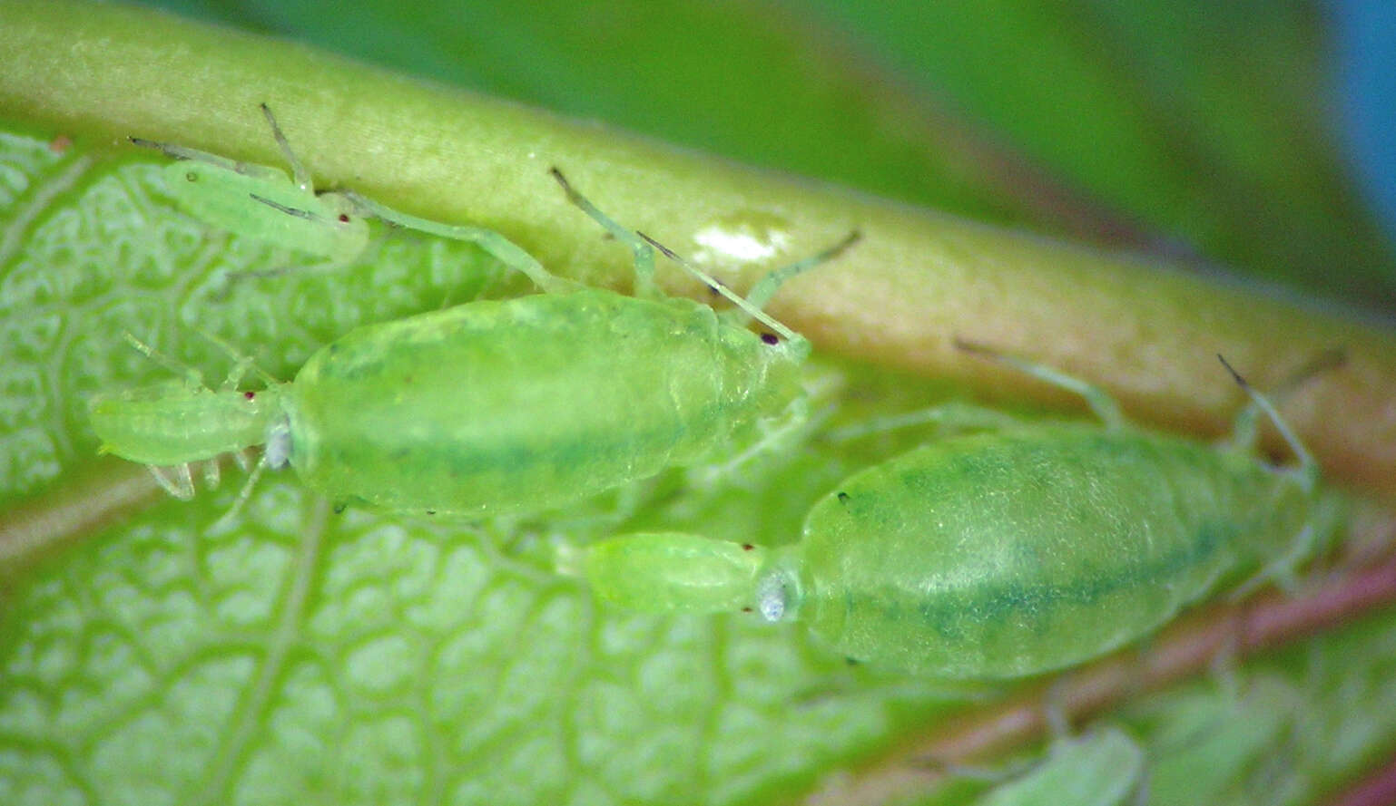 Image of Hyalopterus