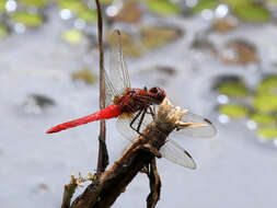 Слика од Rhodothemis lieftincki Fraser 1954