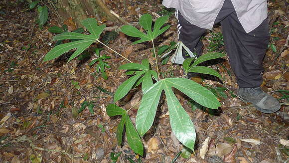 Image de Pourouma guianensis Aubl.