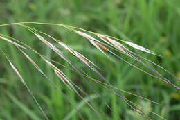 Imagem de Stipa