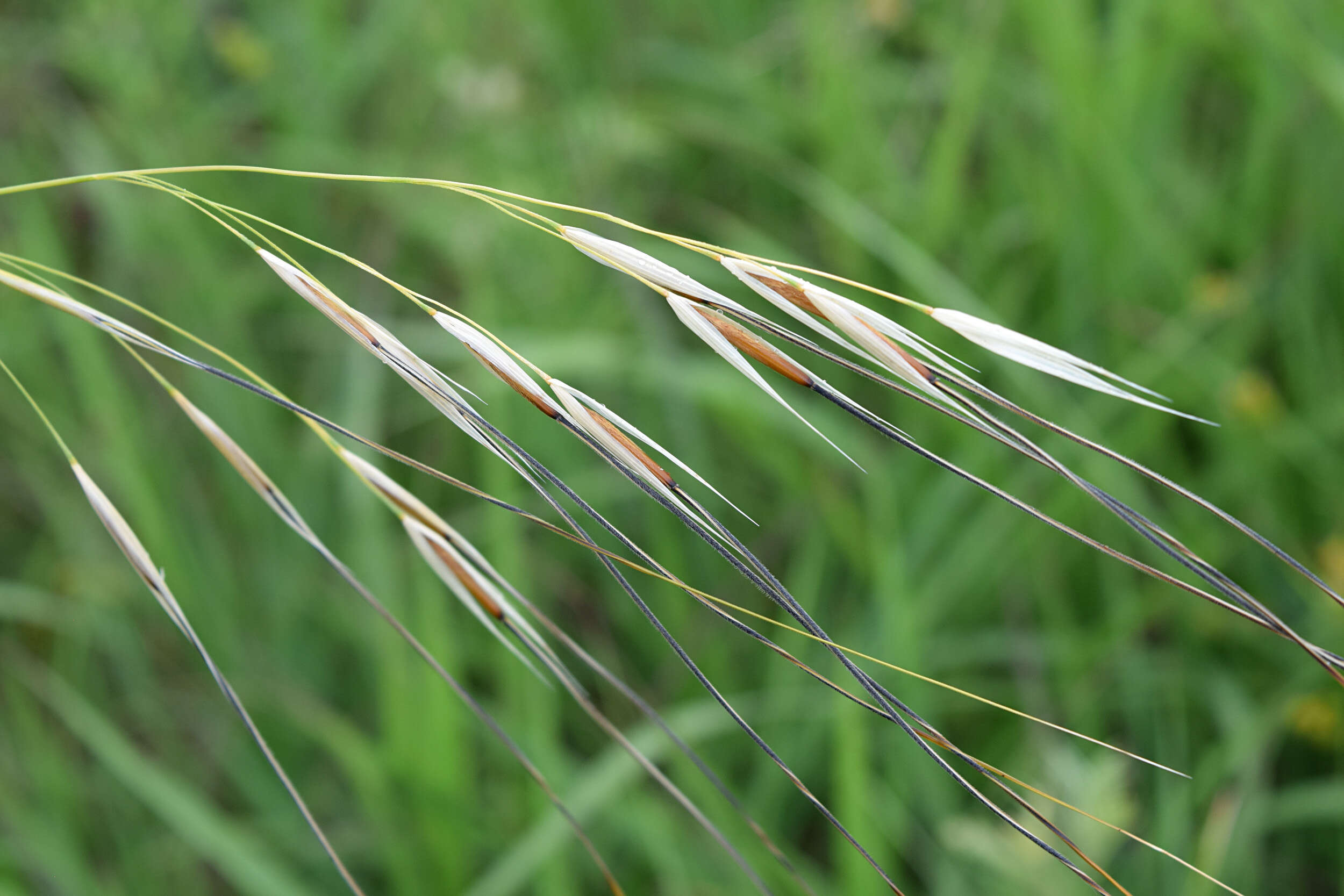 Imagem de Stipa spartea Trin.