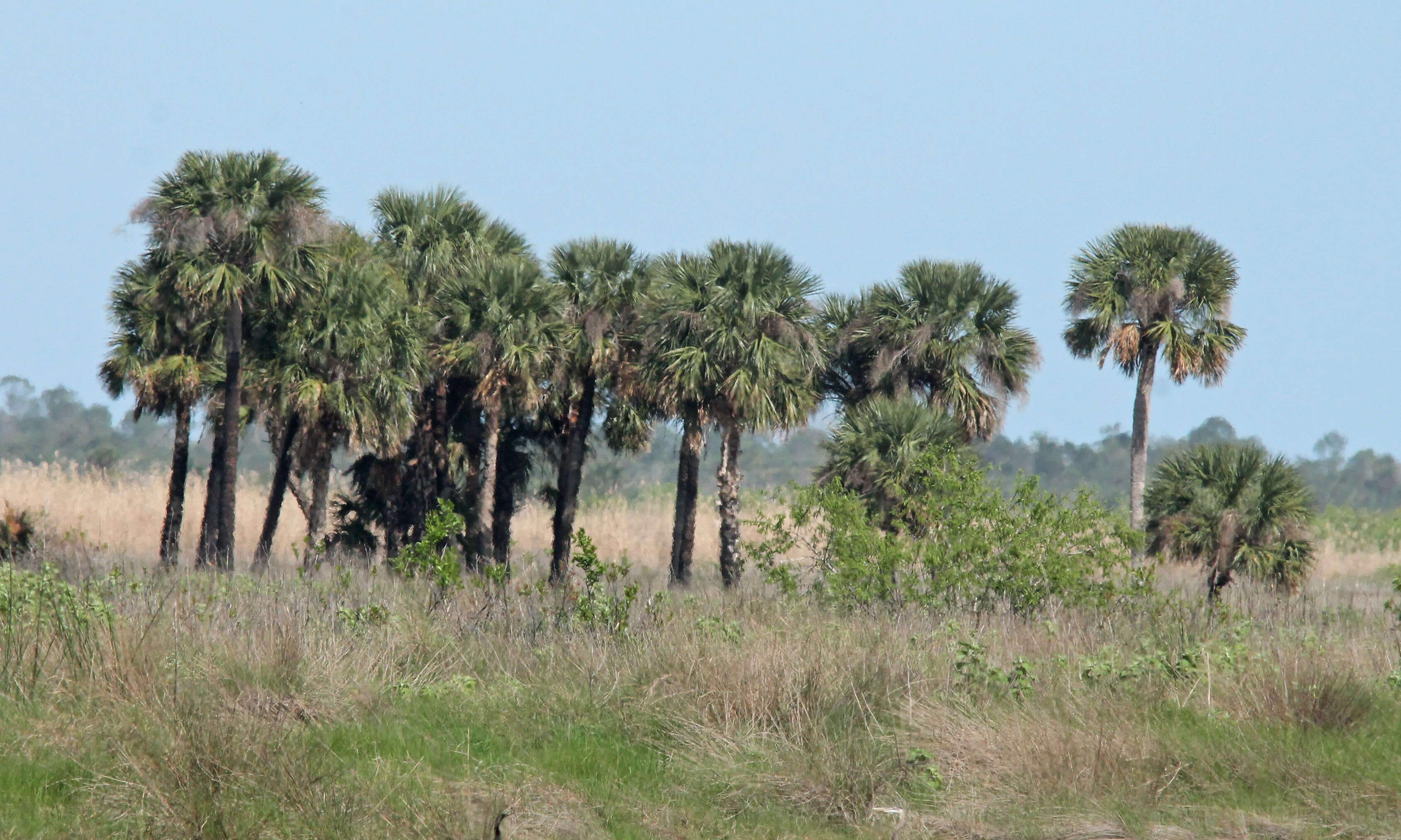 Image of Cabbage Palm