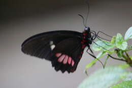 Image of Parides iphidamas (Fabricius 1793)