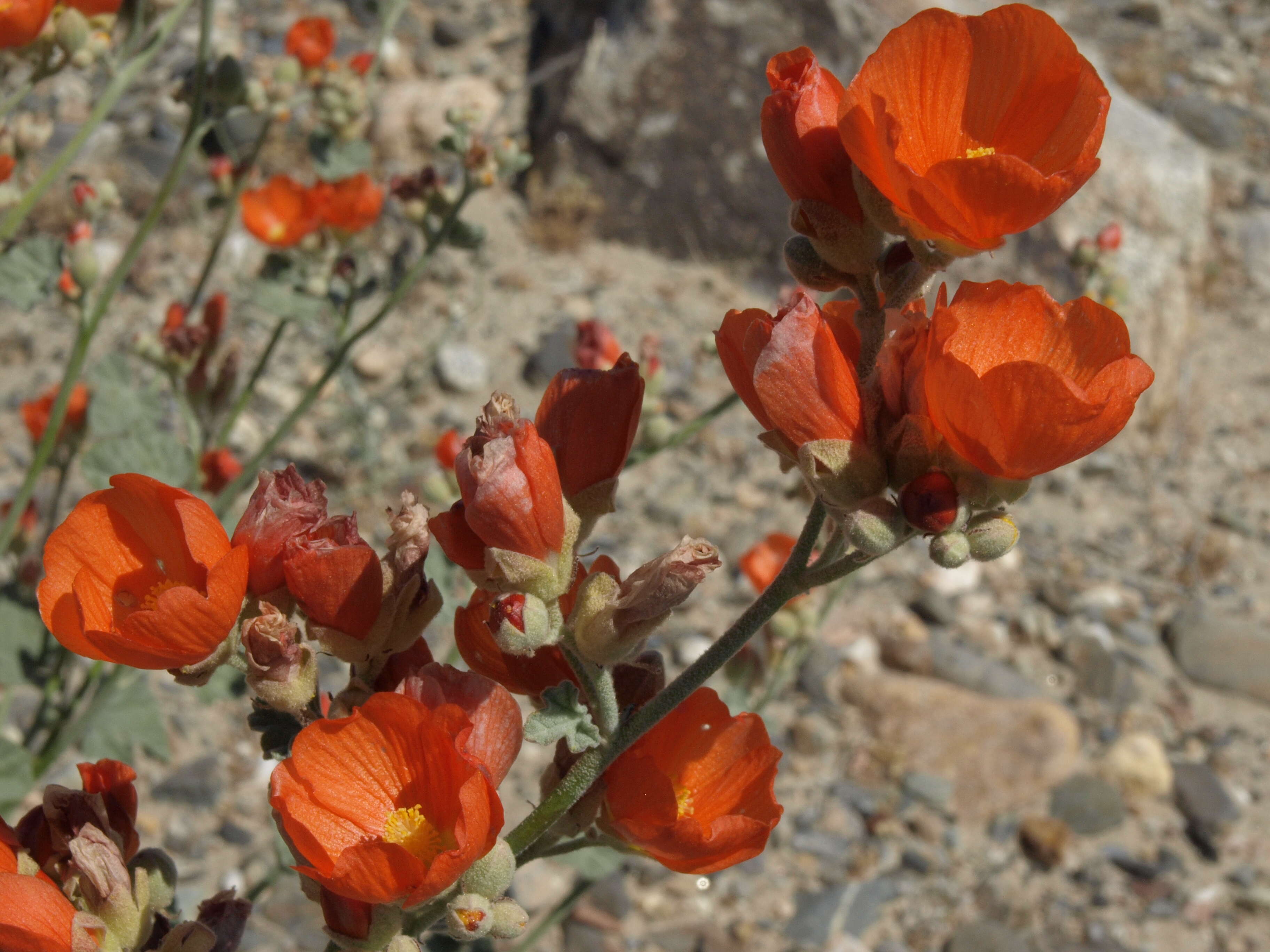 Image of Magnoliophyta