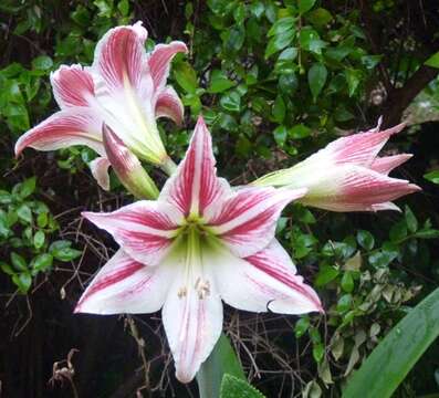 Image de Hippeastrum vittatum (L'Hér.) Herb.