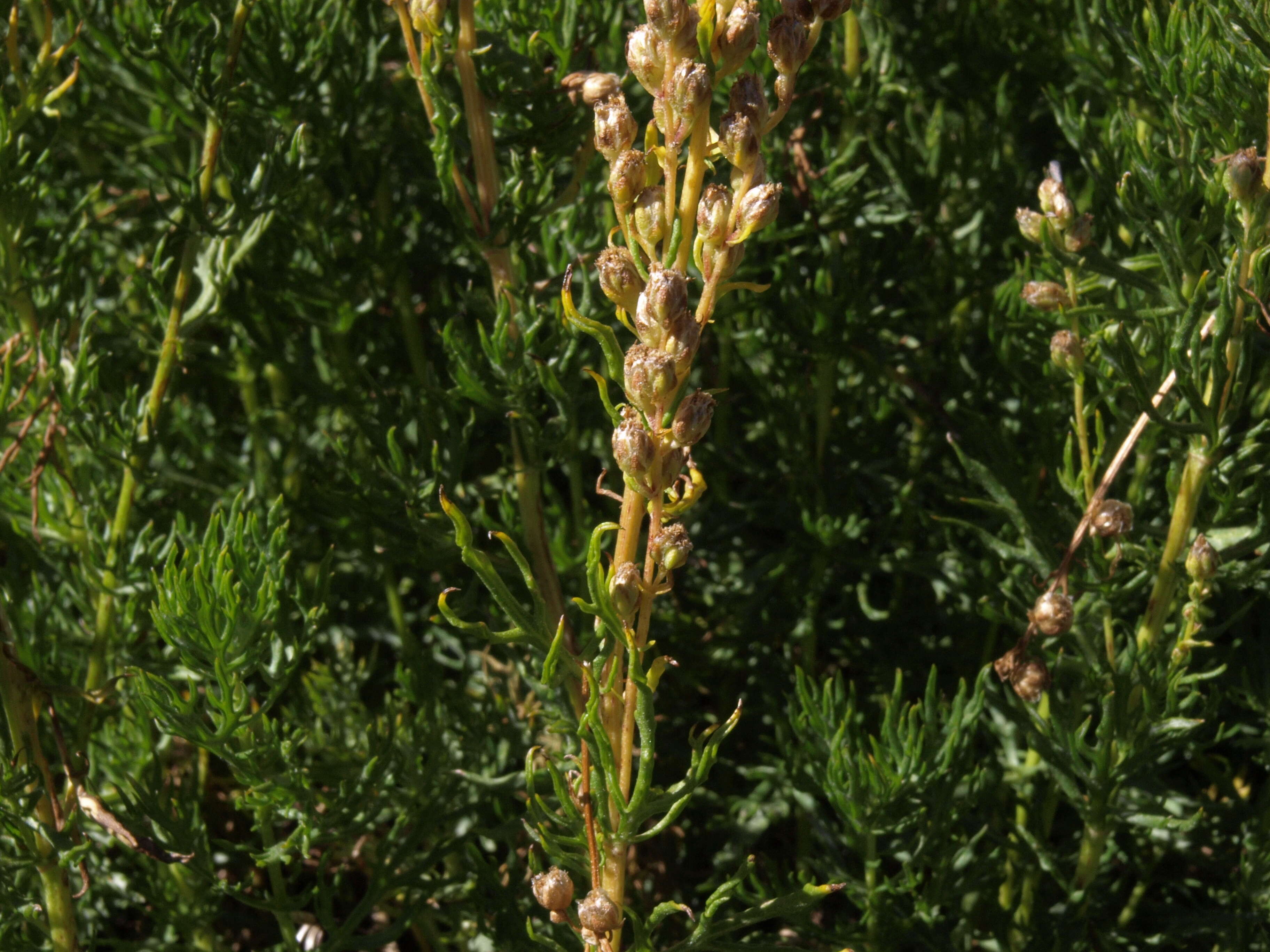 Image of Michaux's wormwood