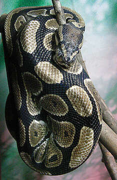 Image of Python Daudin 1803