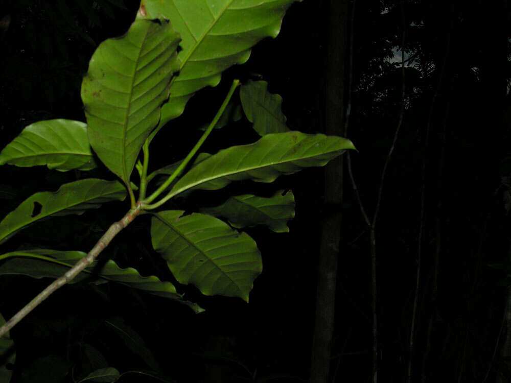 Image of Tovomita longifolia (L. C. Rich.) Hochr.