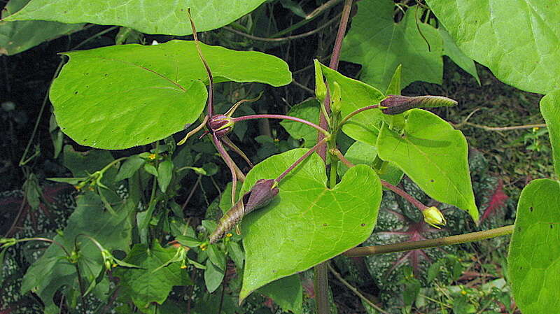 Image of Oxypetalum harleyi (Fontella & Goyder) Farin.