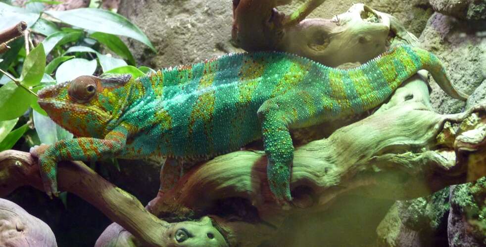 Image of Malagasy chameleons