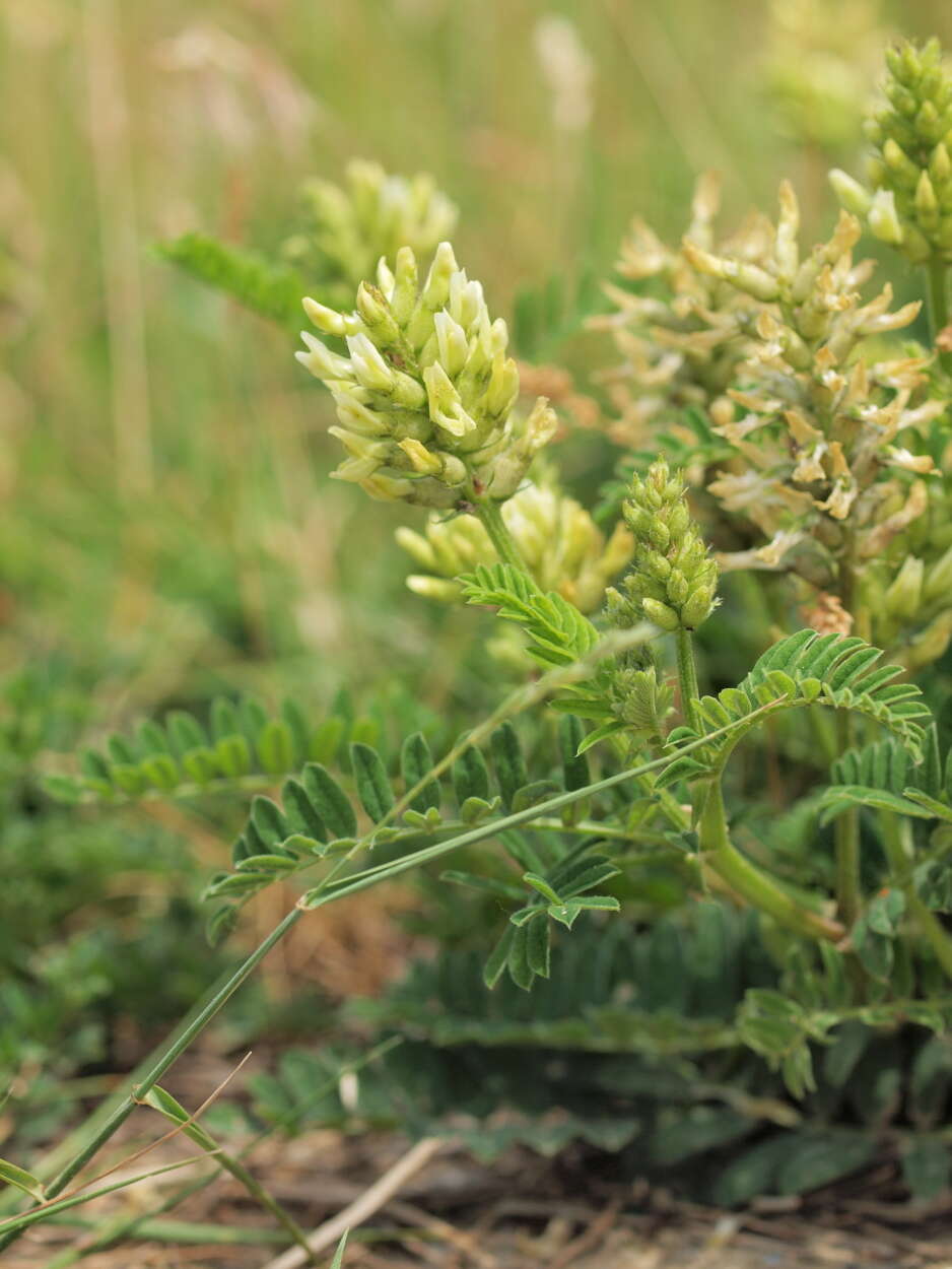 Image of chickpea milkvetch