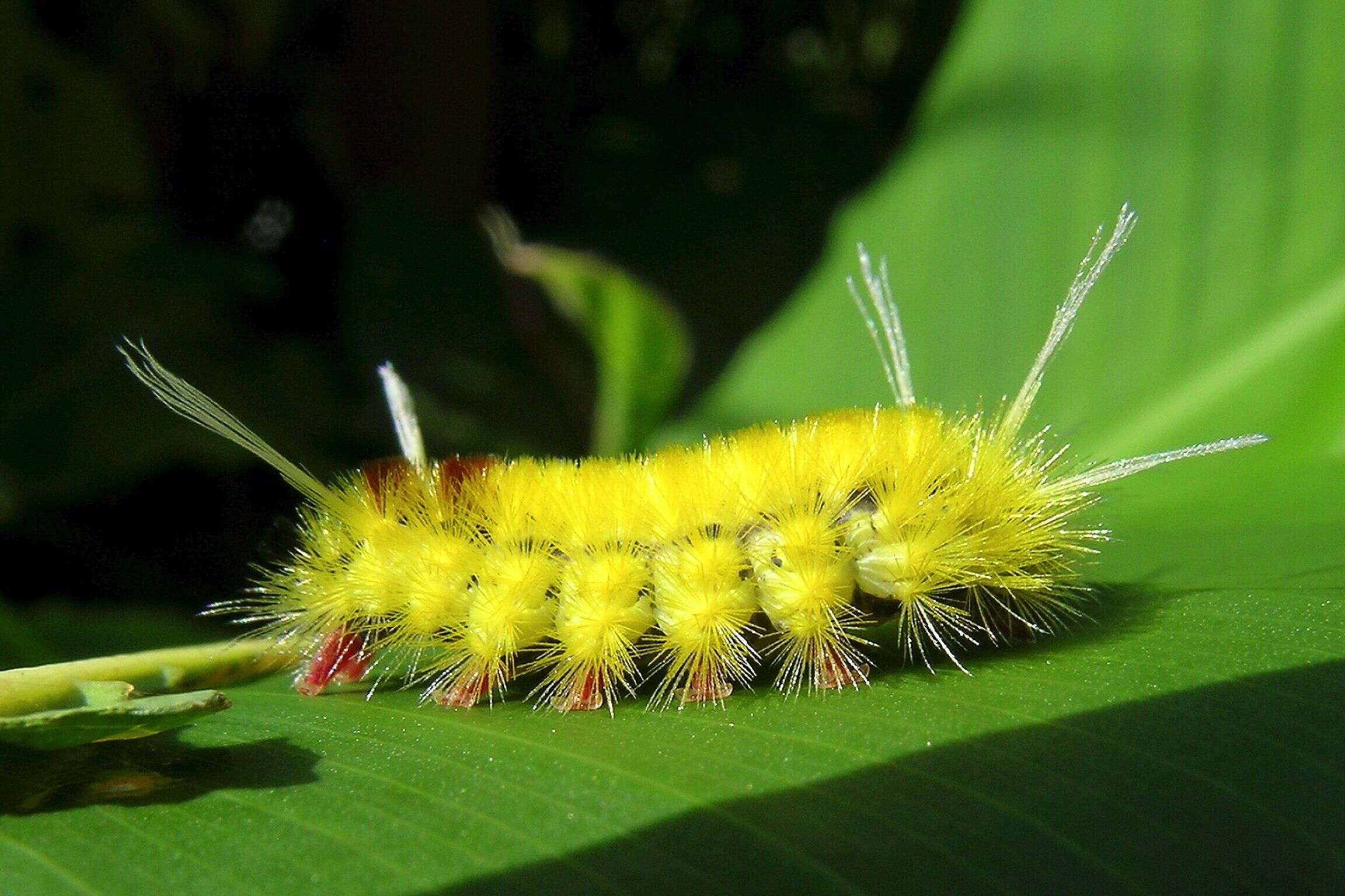 Image of Lophocampa Harris 1841