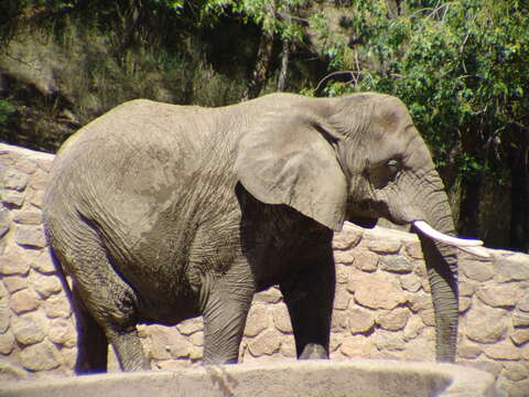 Image of African elephant