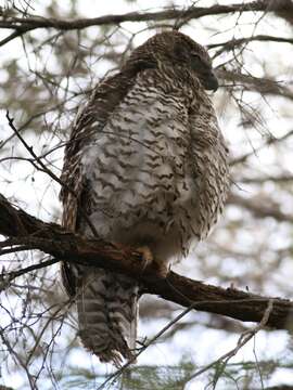 Image of Ninox Hodgson 1837