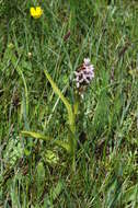 Dactylorhiza incarnata (L.) Soó resmi