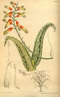 Image of Aloe squarrosa Baker ex Balf. fil.
