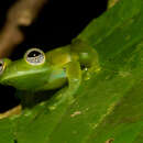 Image of Ghost Glass Frog