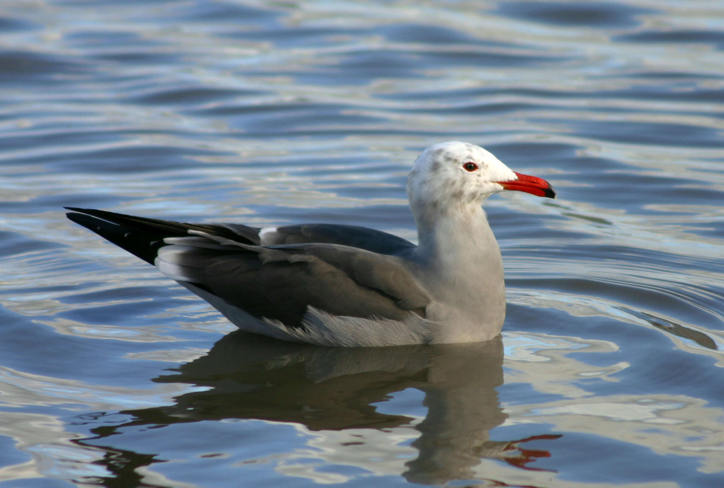 Larus Linnaeus 1758 resmi