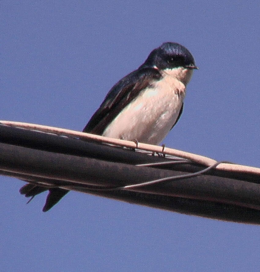 Imagem de Notiochelidon cyanoleuca (Vieillot 1817)