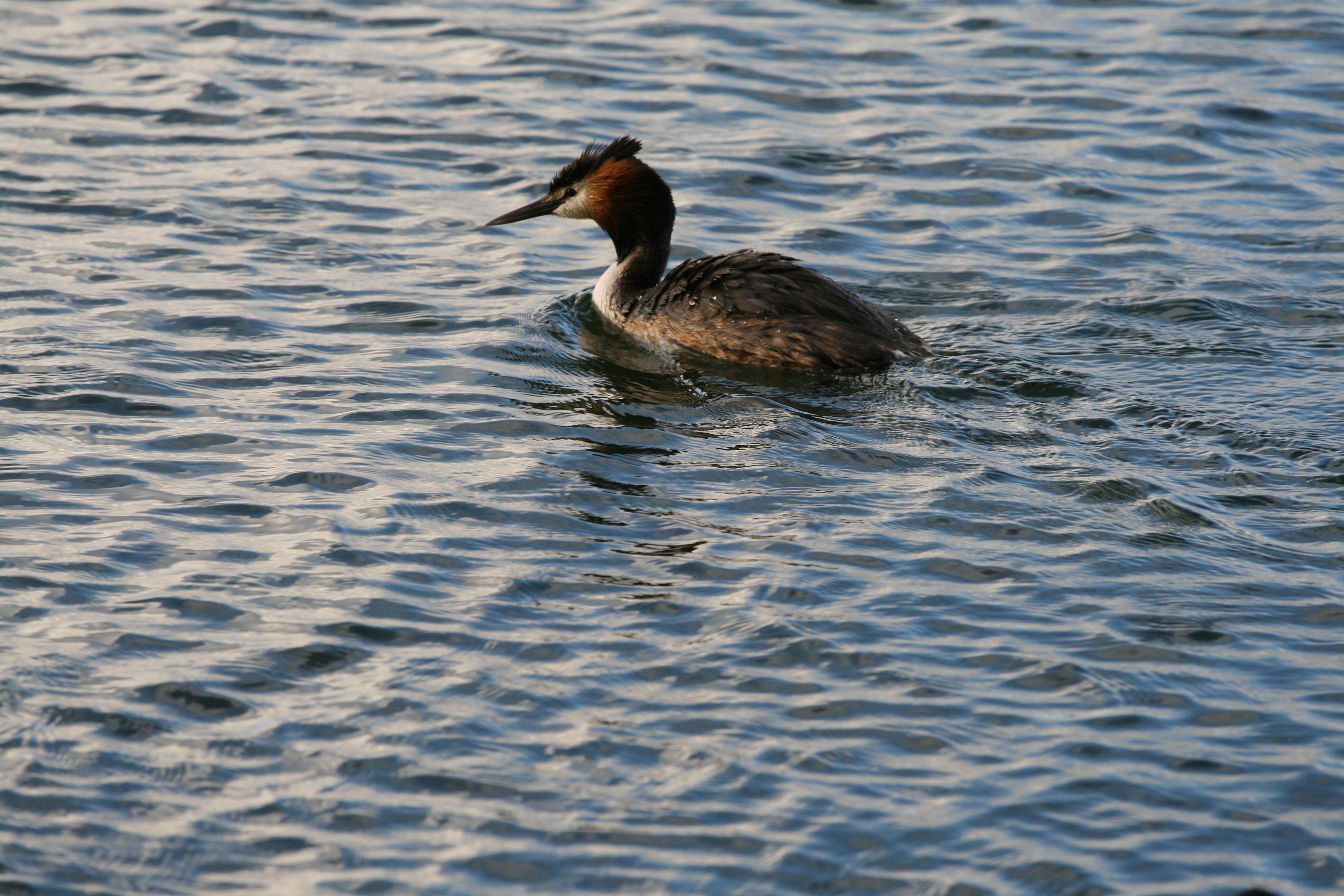 صورة Podiceps cristatus australis Gould 1844