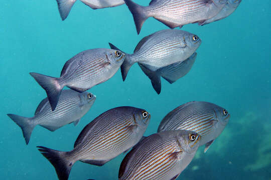 Image of Bermuda chub