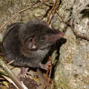 Image of Asian Lesser White-toothed Shrew