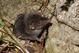 Image de Crocidura shantungensis Miller 1901