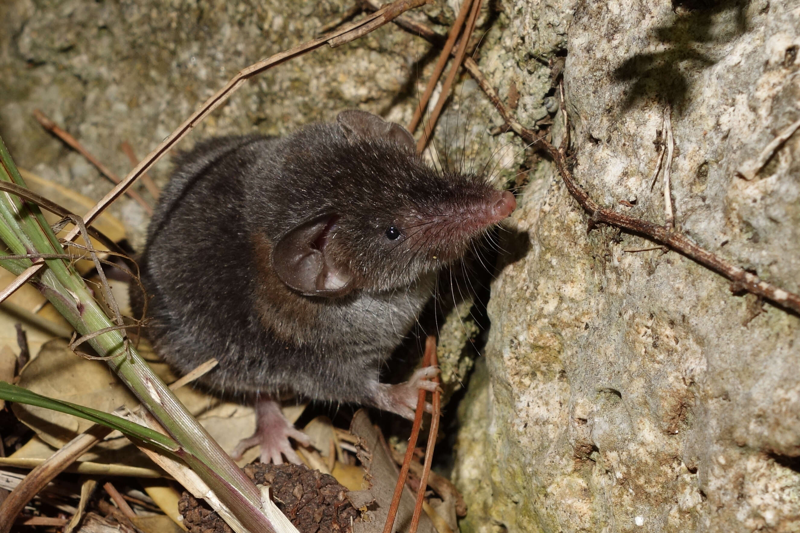 Image of Asian Lesser White-toothed Shrew