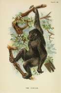 Image of Lowland Gorilla