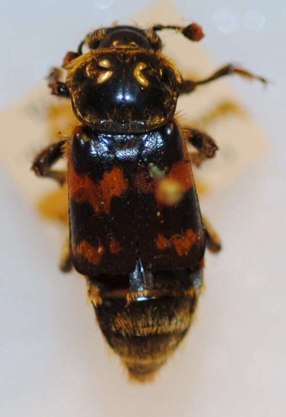 Nicrophorus (Nicrophorus) vestigator (Herschel 1807) resmi