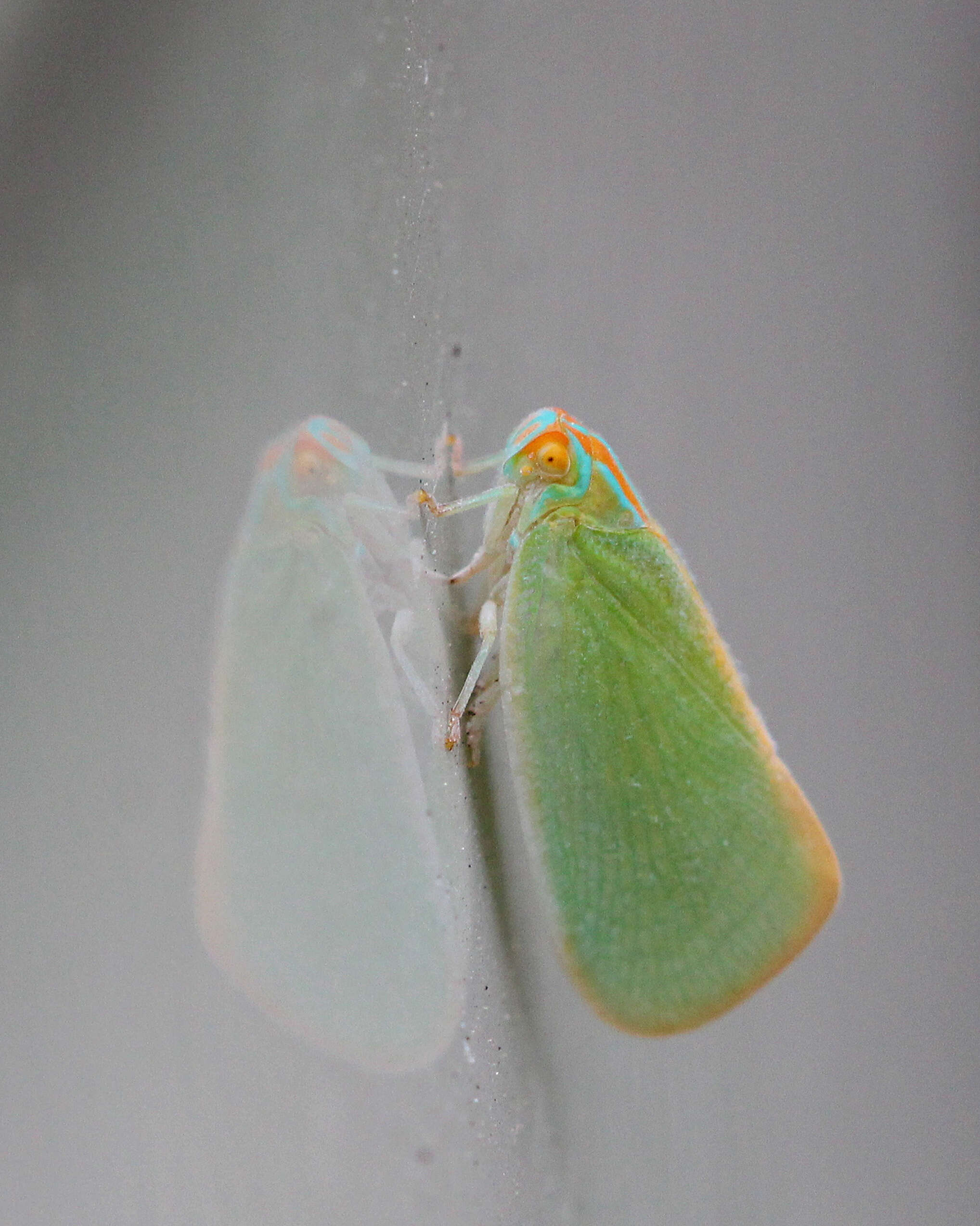 Image of Palm Flatid Planthopper