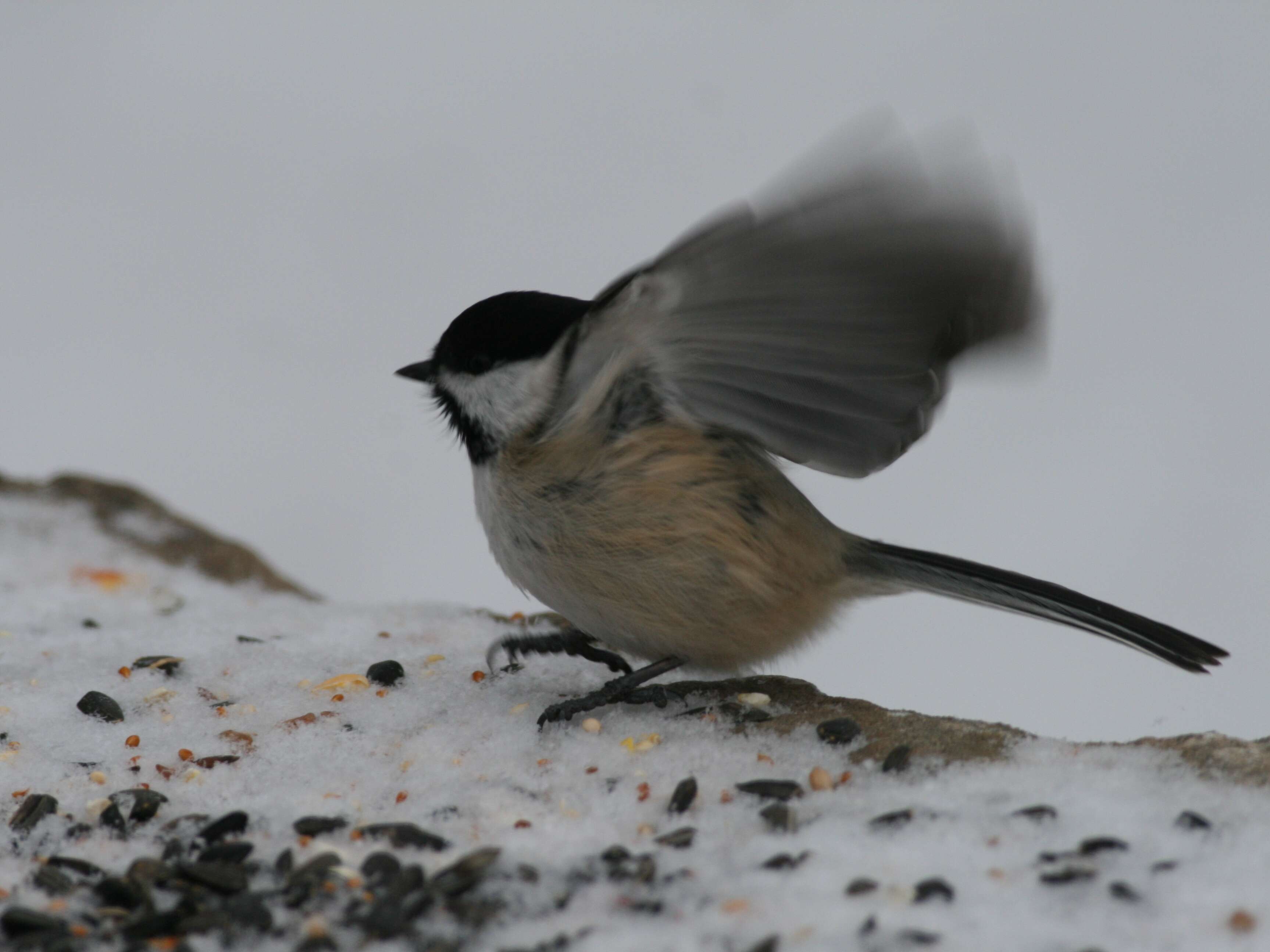 Image of Chickadee