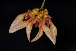 Image de Bulbophyllum annandalei Ridl.