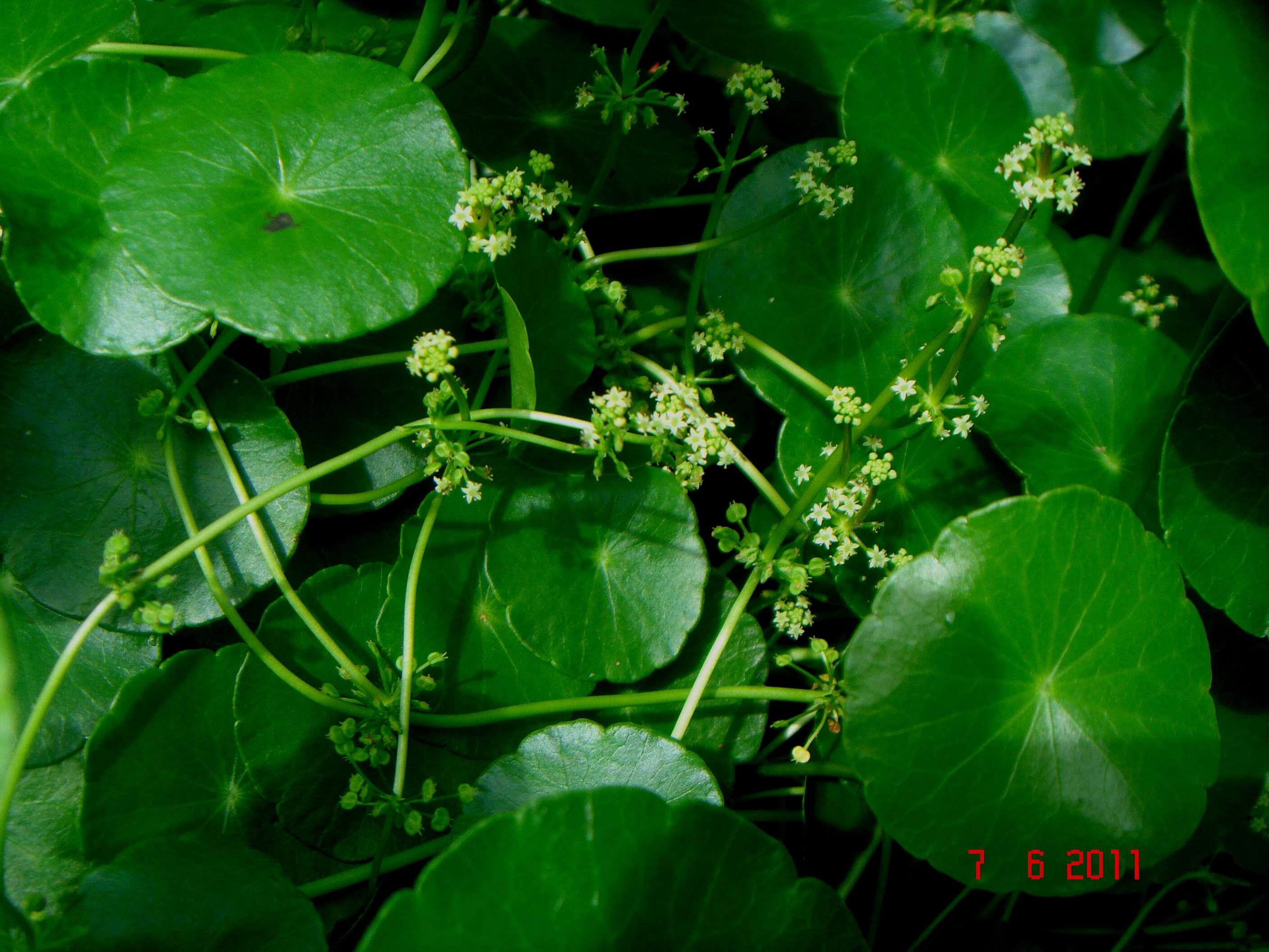 Image of Indian Pennywort