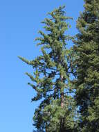 Image of Pine