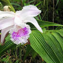 Image of Sobralia rosea Poepp. & Endl.