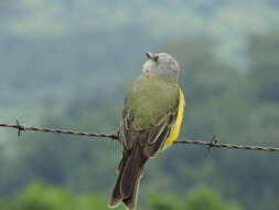 Image of Tropical Kingbird