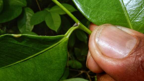 Image of Rinorea bahiensis (Moricand) Kuntze