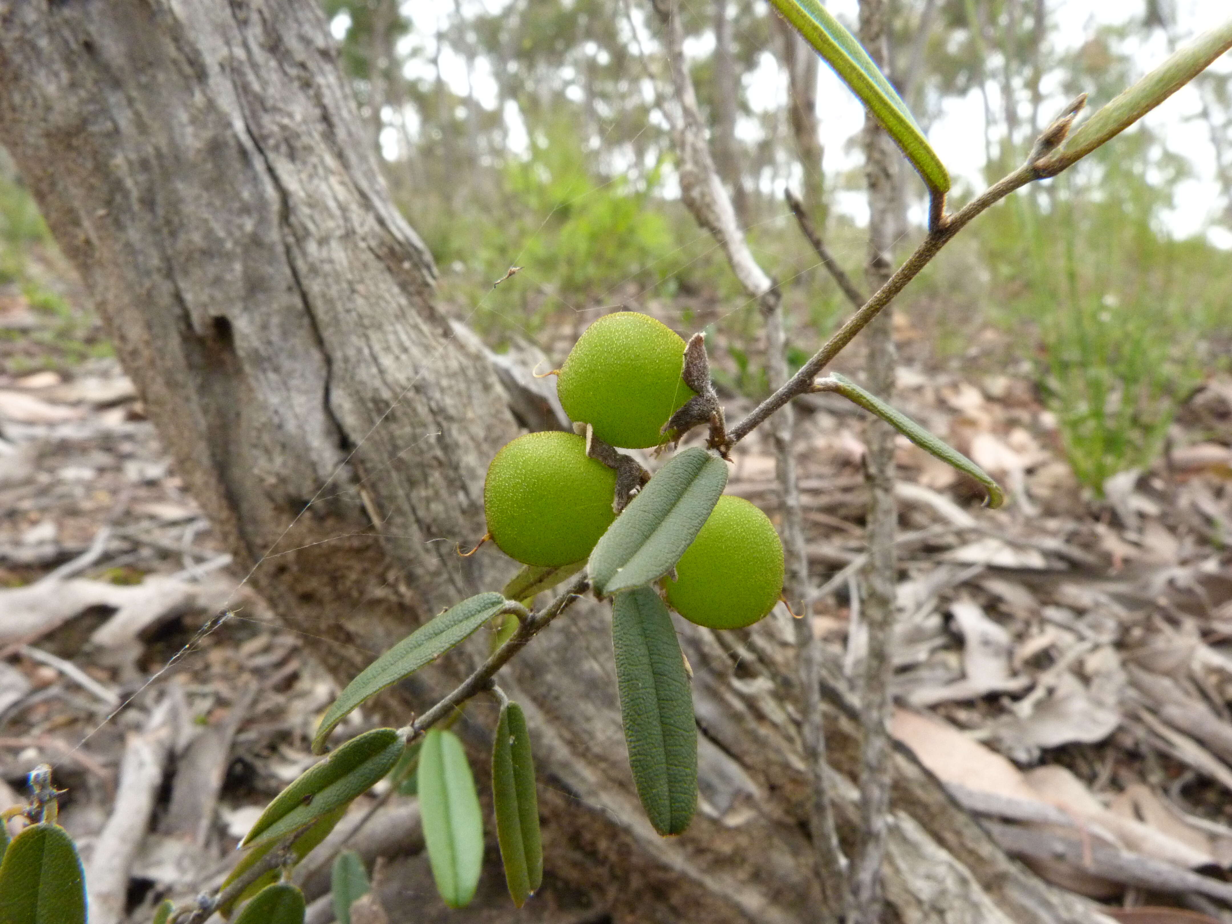 Слика од Hovea heterophylla Hook. fil.